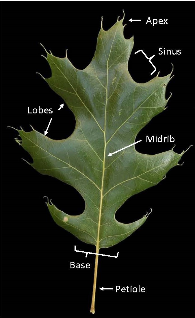 Fig 2. Identification features of an oak leaf